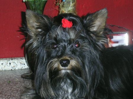 Yorkshire Terrier Fippy