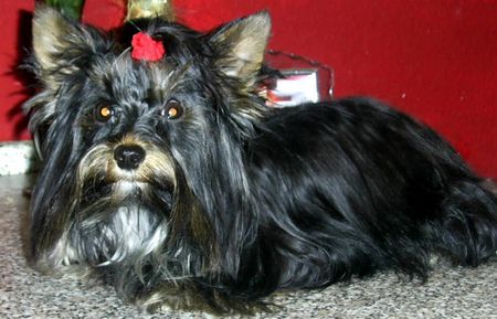 Yorkshire Terrier Unser Fips