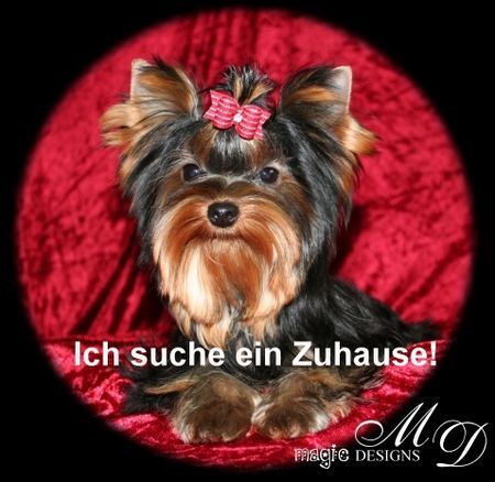 Yorkshire Terrier Die süße, kleine Mini-Me!