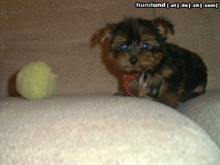 Yorkshire Terrier