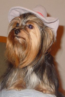 Yorkshire Terrier das ist Anika vom Roseneck wenn sie auf Reisen geht