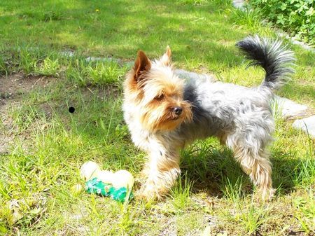 Yorkshire Terrier Nando schaut