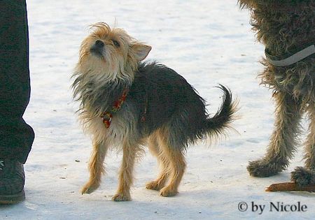 Yorkshire Terrier Prater