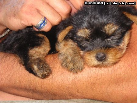 Yorkshire Terrier unsere nina/9wochen