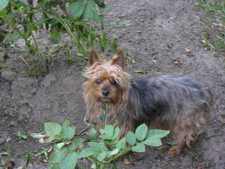 Yorkshire Terrier Stiene im Garten