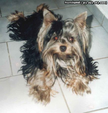 Yorkshire Terrier DONKO