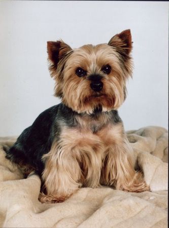 Yorkshire Terrier Benny 10 Jahre