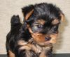 Yorkshire Terrier Hund