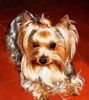 Yorkshire Terrier Hund