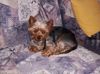 Yorkshire Terrier Hund