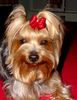 Yorkshire Terrier Hund