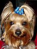 Yorkshire Terrier Hund