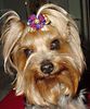 Yorkshire Terrier Hund