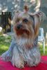 Yorkshire Terrier Hund