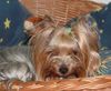 Yorkshire Terrier Hund