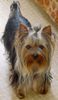 Yorkshire Terrier Hund