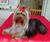 Yorkshire Terrier Hund