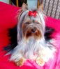 Yorkshire Terrier Hund