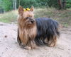 Yorkshire Terrier Hund