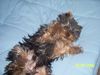 Yorkshire Terrier Hund