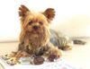 Yorkshire Terrier Hund