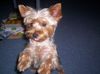 Yorkshire Terrier Hund