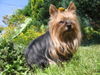 Yorkshire Terrier Hund