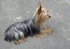 Yorkshire Terrier Hund