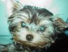 Yorkshire Terrier Hund