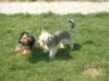 Yorkshire Terrier Hund