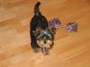 Yorkshire Terrier Hund