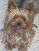 Yorkshire Terrier Hund