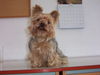 Yorkshire Terrier Hund