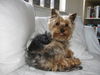 Yorkshire Terrier Hund