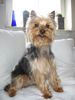 Yorkshire Terrier Hund