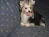 Yorkshire Terrier Hund