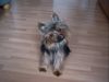 Yorkshire Terrier Hund