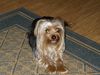 Yorkshire Terrier Hund