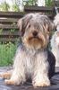 Yorkshire Terrier Hund