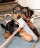 Yorkshire Terrier Hund