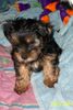 Yorkshire Terrier Hund