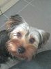 Yorkshire Terrier Hund