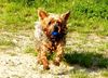 Yorkshire Terrier Hund