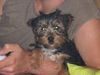 Yorkshire Terrier Hund