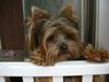 Yorkshire Terrier Hund