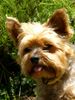 Yorkshire Terrier Hund