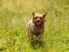 Yorkshire Terrier Hund