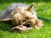 Yorkshire Terrier Hund