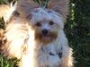 Yorkshire Terrier Hund