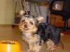 Yorkshire Terrier Hund